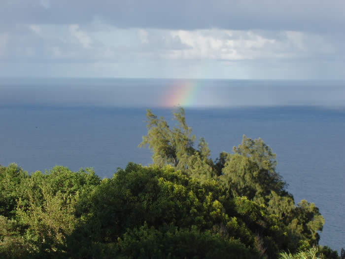 rainbow niulii