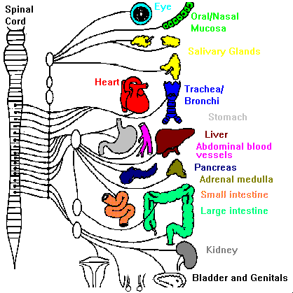 sympathetic chart
