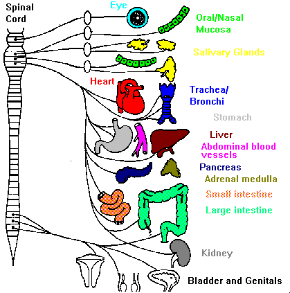 parasympathetic