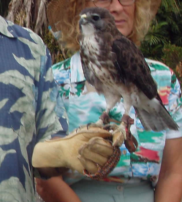 io hawk