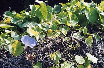 koali used for cleansing