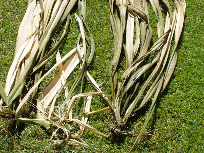 drying boiled green lauhala in Sun