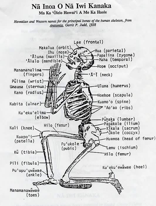 anatomy in Hawaii