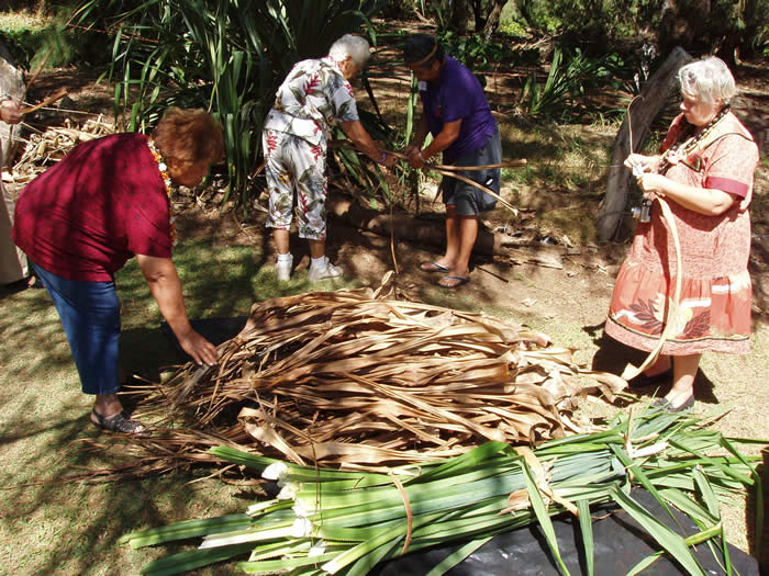 gathering lauhala leaves