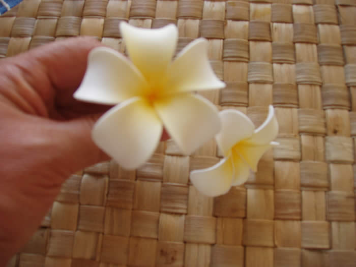 Plumeria blossom
