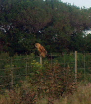 pueo owl